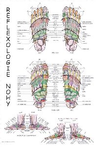Mapa - reflexologie nohy