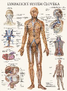 Mapa - lymfatický systém