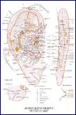 Mapa - aurikuloterapie