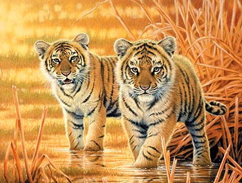 Metalický obrázek - Dva tygři