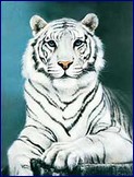 Metalický obrázek - Bílý tygr