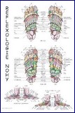 Mapa - reflexologie nohy