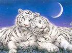 Metalický obrázek - 2 bílý tygři