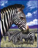 Metalický obrázek - Zebra