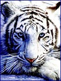 Metalický obrázek - Bílý tygr II