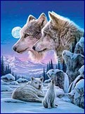 Metalický obrázek - Dva vlci v zimě